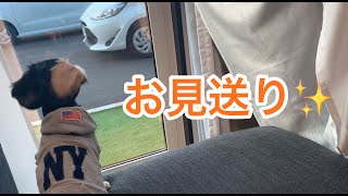 朝のラヴ氏【子犬・愛犬】5ヵ月 ミニチュアダックスフンド miniature dachshund puppy　ルーティン