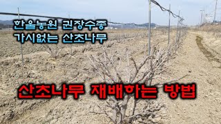 산초나무 재배하는 모습과 산초결실모습, 고급유지자원으로 각광받고 있는 산초나무에 관한 자료