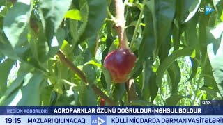 Media nümayəndələri “Ulu Agro” MMC-nin Qax Aqroparkında məhsul yığımı ilə tanış olublar