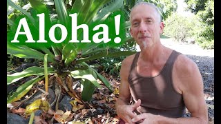 The Aloha Spirit