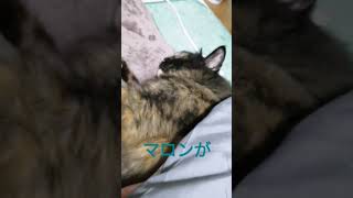 タヌキに間違われた猫です。