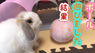 ホーランドロップ子うさぎ【みみたとボール遊び】Holland Lop  ♯100