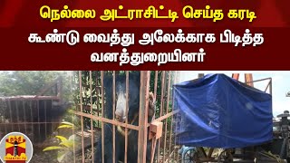 நெல்லை அட்ராசிட்டி செய்த கரடி - கூண்டு வைத்து அலேக்காக பிடித்த வனத்துறையினர்