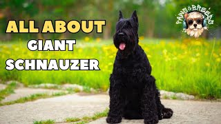 Giant Schnauzer Secrets: What Makes Them So Special?