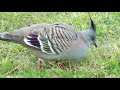 australian crested pigeon video 2. grazing grooming dancing ...