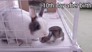 ネザーランドドワーフ子うさぎ生後10日目【Rabbits grow from 0 to 31 days after birth】