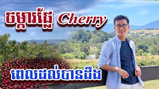 ចម្ការផ្លែ​ឈើរី- Cherry Farm​​ [SOPHANIT]