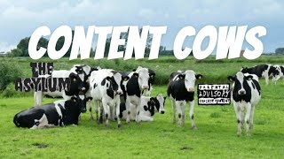 CONTENT COWS