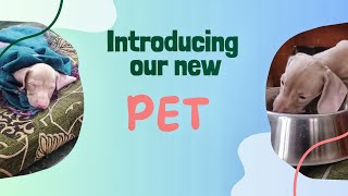 Introducing our new pet 🐕|ഞങ്ങളുടെ വീട്ടിലെ പുതിയ അതിഥി🐾|@bitsbytesgayathri #petlover #doglover