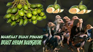 MANFAAT BUAH PINANG BUAT AYAM BANGKOK #ALVAROFARM