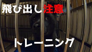 ケージやクレートから飛び出さないためのトレーニング【甲斐犬】