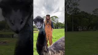 Emanuel Do not Do That - #emu #wild #viralvideo #viral