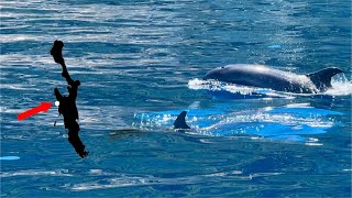 Friendly Dolphins On Island Cres