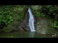 【4k okinawa yanbaru wilderness】forests and waterfalls sleep deeply 沖縄・やんばるの森と滝巡り