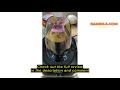 review karaca mastermaid power multifunctional 10 accessory in 1 food processor set 2000w power 1.