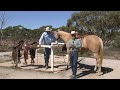 jeff sanders talk on saddle fit