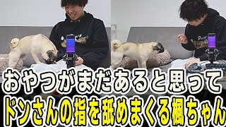 おやつを貰った楓ちゃん！まだあると思ってドンさんの指を舐めまくってしまう【三人称/ドンピシャ/ぺちゃんこ/鉄塔/三人称雑談/切り抜き】