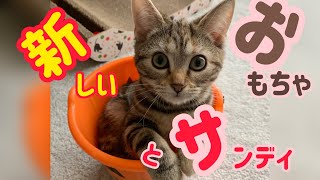 今日は何して遊ぶ？サンディ初めてのキャッチミーイフユーキャン #子猫 #猫 #cat #アメリカンショートヘア