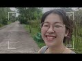 【4k uhd】向日葵在晚上是如何再次转向东方的？ tic