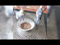 cockatiel morning routine plus diet