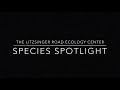 LREC Species Spotlight - Parasitic Prairie Plants