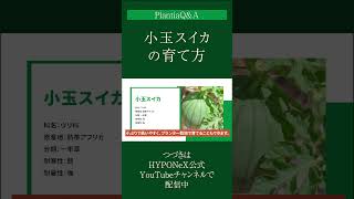 ☘267：【Q\u0026A】小玉スイカの育て方｜おいしいスイカを収穫したい！植えつけ方法や、水やりと肥料、玉直しや摘果などもご紹介#shorts