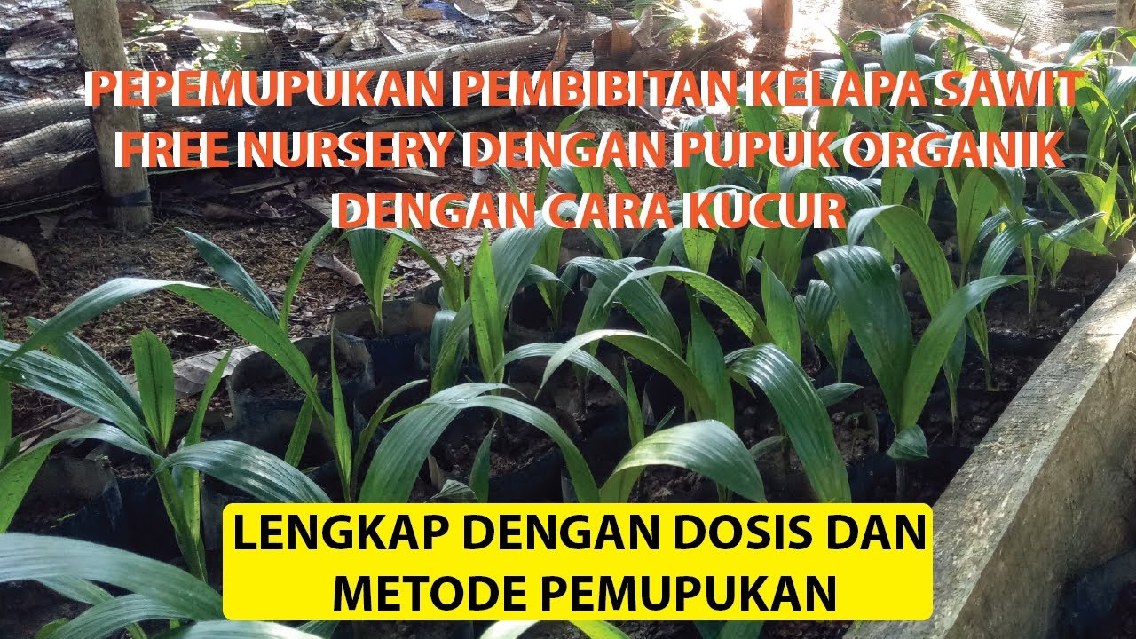 PEMUPUKAN BIBIT KELAPA SAWIT DI FREE NURSERY (POLIBAG KECIL) Umur 4 ...