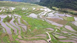 晩春の高要棚田　貴州省丹寨県