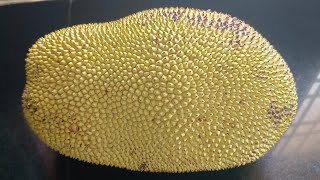 Siddu Red Jackfruit 4.55kg 31brix சித்து சிவப்பு பலா 4.55kg 31 பிரிக்ஸ் விவசாயி வகை Farmer variety