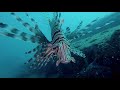 the beautiful lionfish