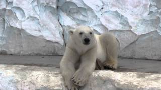 ゆったり、ちょっとウトウトなホッキョクグマのイコロ　上野動物園　Polar Bear　Ikor