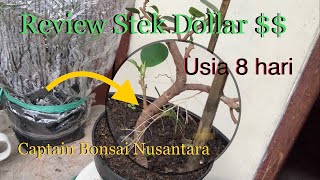 Review Stek Bonsai Beringin Dollar