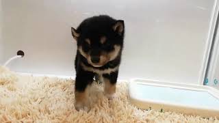 柴犬　男の子　2020/1/25生まれ