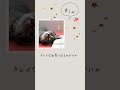 ハツユキカズラ秋色へ♪ 園芸 植物 初雪カズラ 花 flowers udiomusic