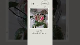 ハツユキカズラ秋色へ♪#園芸#植物 #初雪カズラ#花#flowers #udiomusic