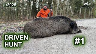 Polowanie zbiorowe - dzień 1 - SUDECKA OSTOJA 1/2025 Driver Hunt wildboars