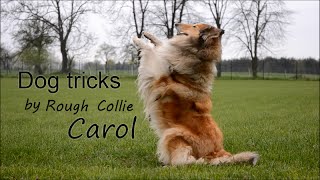 Dog tricks by Rough collie Carol