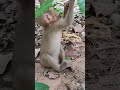 Poco monkey-lovely cute 😍 💖 💓 GE1 #shorts #animals #viral #shortsvideo #youtubeshorts #monkeys