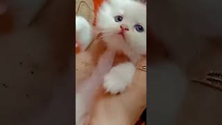 wow 😲😳 cute cat #wow #cute #cat #cats #funny #video #trending #viral #shorts #short