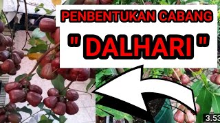 PEMBENTUKKAN CABANG JAMBU DALHARI