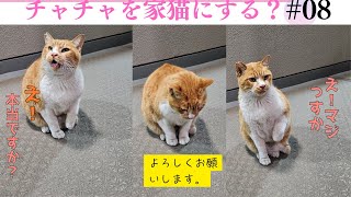 野良猫チャチャの物語、２ ‐ Clipchampで作成