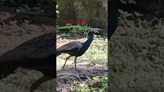 🦚🦚😂😂ഞാൻ കാണുന്ന,🦚ഉണ്ണിയേട്ടന്റെ 🦚കാഴ്ച കൾ നിങ്ങളിലേക്ക്