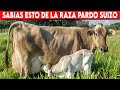 🔴 Sabias Esto Sobre La Raza PARDO SUIZO ✅ Vacas Lecheras / Doble Propósito