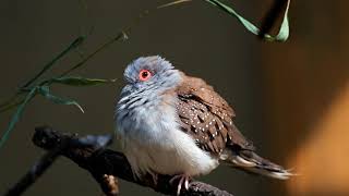 A Bird Perched On A Tree Stem | No Copyright Video | nature | 🎥 Cinematic NCV
