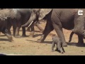 baby elephant being thrown around by bull