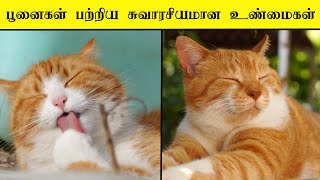 பூனைகள் பற்றிய சுவாரசியமான தகவல்கள் _ facts about cats _ minutes mystery #shorts #cats