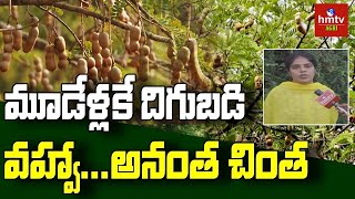 మూడేళ్లకే దిగుబడి వహ్వా...అనంత చింత : Tamarind Cultivation | Anantapur Dist | hmtv