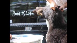 Black Bear Trophy Hunt in Florida