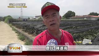 雲林新聞網-古坑鳳梨秋果產期調節