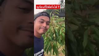 Ep.2 ทุเรียนกี่ปีตัดแต่งกิ่งได้ ? -  #สอนปลูกทุเรียน #สุขสมชาติพันธุ์ไม้ #สวนทุเรียน